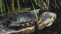 želva turtle-5568624 1280